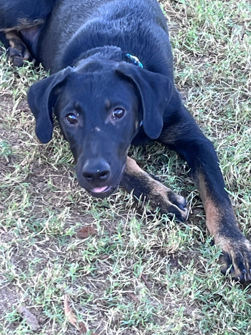 Rookie, a Adopted Black Labrador Retriever in Gilbert, AZ image 2/5