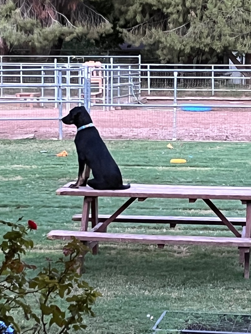 Rookie, a Adopted Black Labrador Retriever in Gilbert, AZ image 3/5