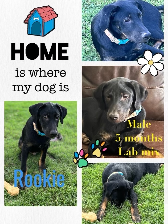 Rookie, a Adopted Black Labrador Retriever in Gilbert, AZ image 4/5