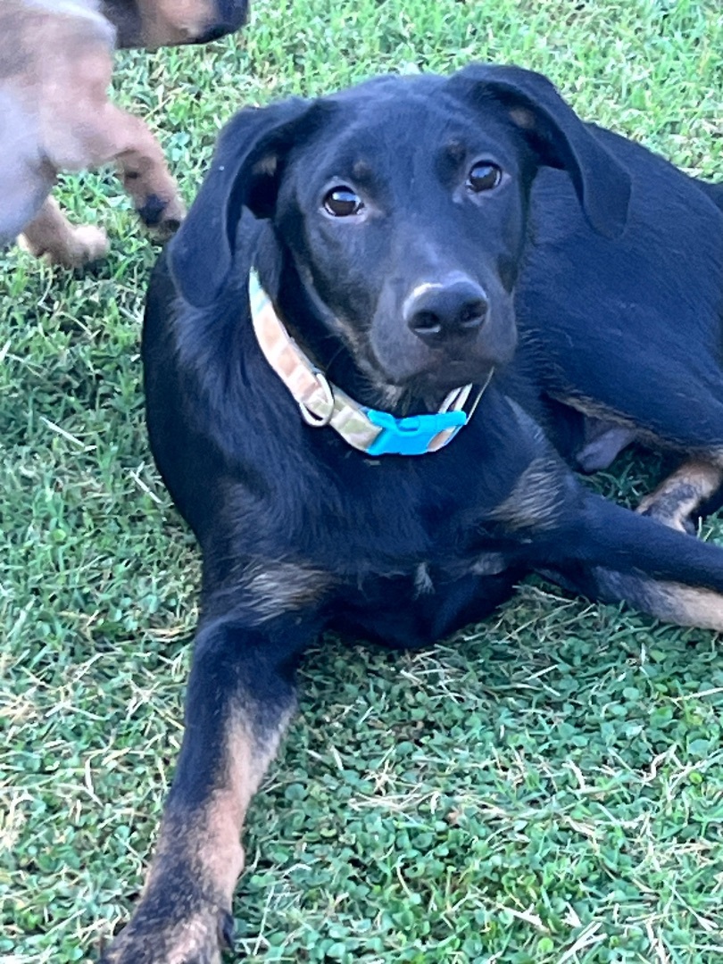 Rookie, a Adopted Black Labrador Retriever in Gilbert, AZ image 5/5