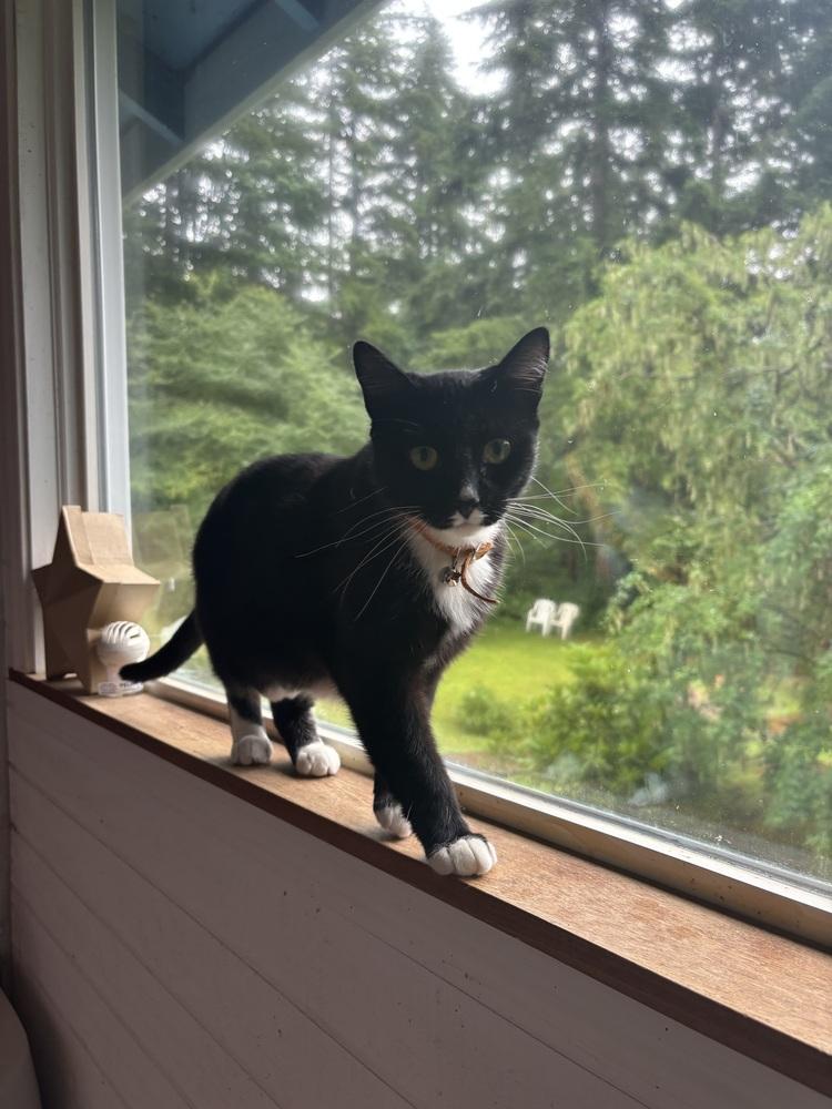 Juno, Adoptable, Young Female Domestic Short Hair.