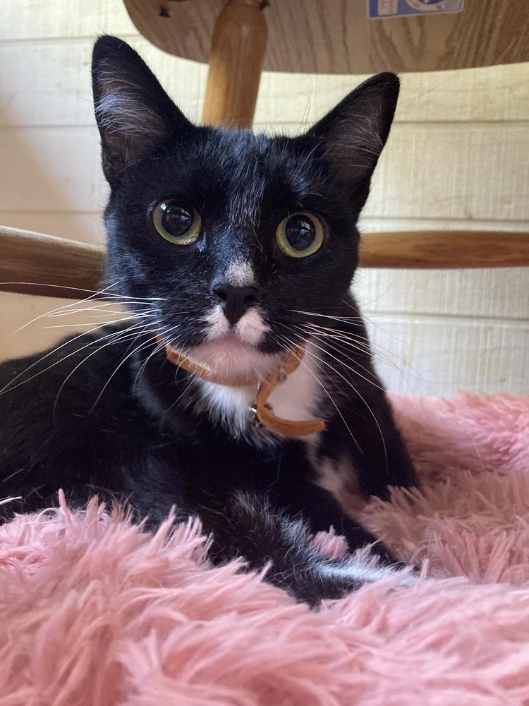 Enlarge Juno, a Adoptable Domestic Short Hair in Bellingham, WA image 2/2