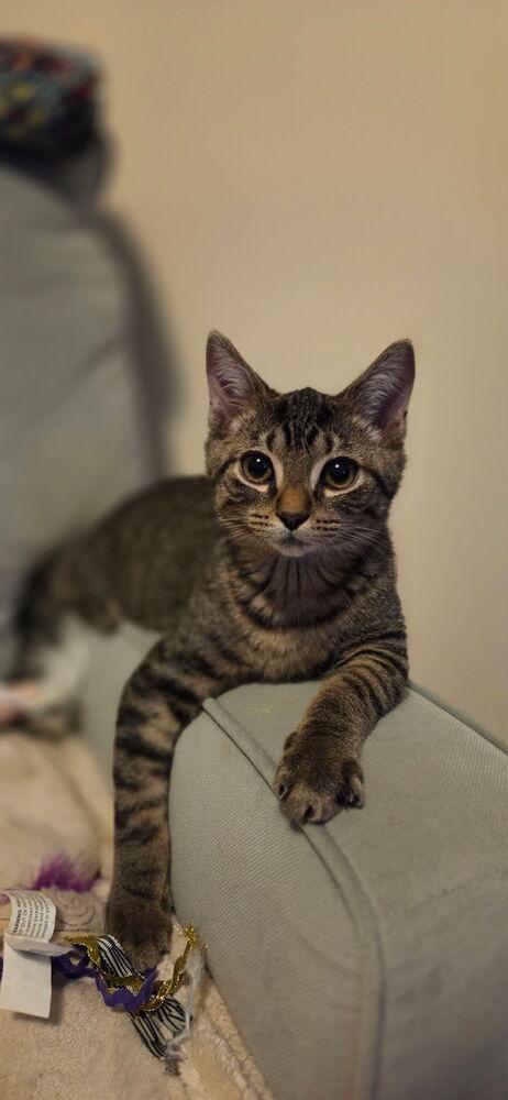 Frenchie w/ Zuko, Adoptable, Kitten Female Domestic Short Hair.