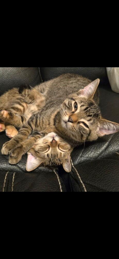 Enlarge Frenchie w/ Zuko, a Adoptable Domestic Short Hair in Duxbury, MA image 3/3