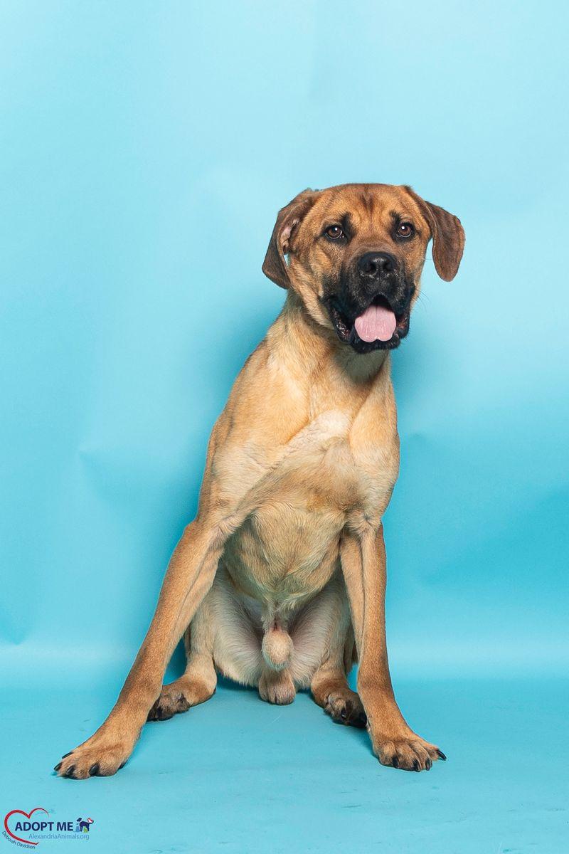 Enlarge Bart, a Adoptable Mixed Breed in Alexandria, VA image 1/3