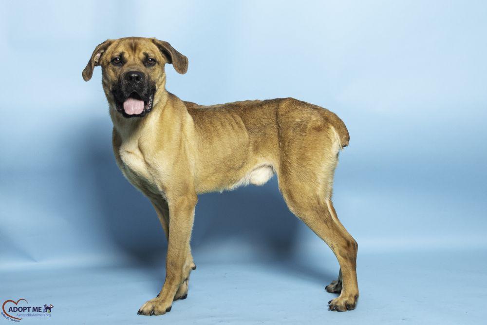 Enlarge Bart, a Adoptable Mixed Breed in Alexandria, VA image 2/3