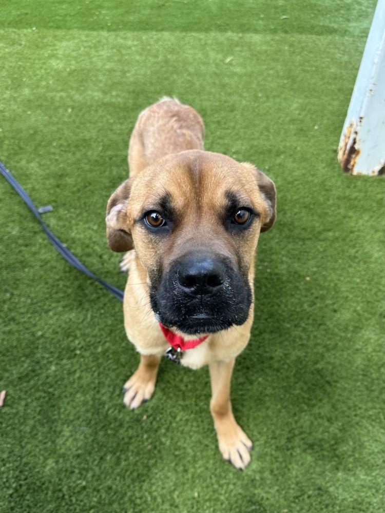 Enlarge Bart, a Adoptable Mixed Breed in Alexandria, VA image 3/3