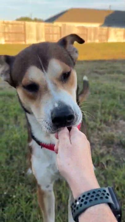 Enlarge Tracker, a Adoptable Husky in Seattle, WA video 6/6