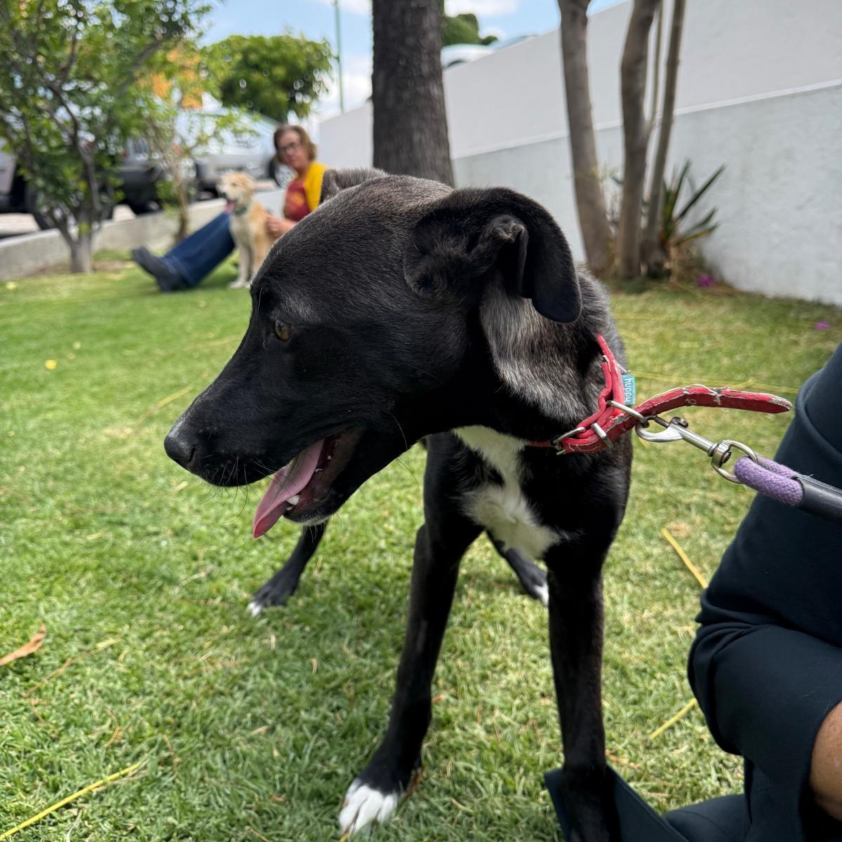 Apricot, a Adoptable mixed breed in Falls Church, VA image 2/6