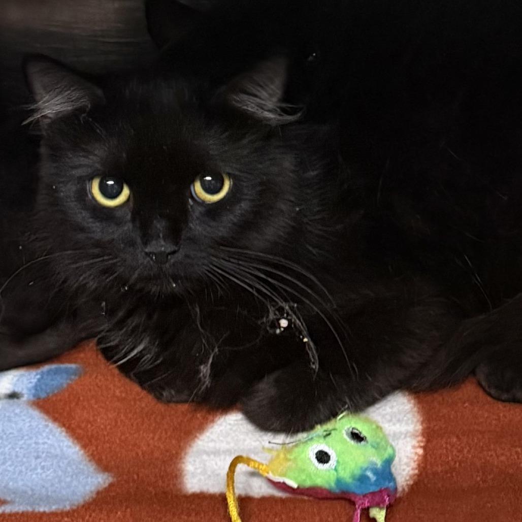 Minke, Adoptable, Adult Female Domestic Long Hair.