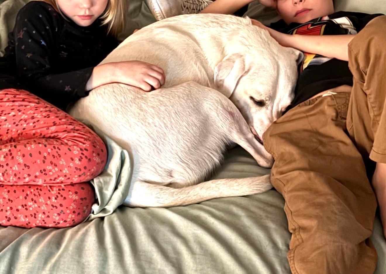 Enlarge Sky, a ADOPTABLE mixed breed in Albion, NY image 3/4