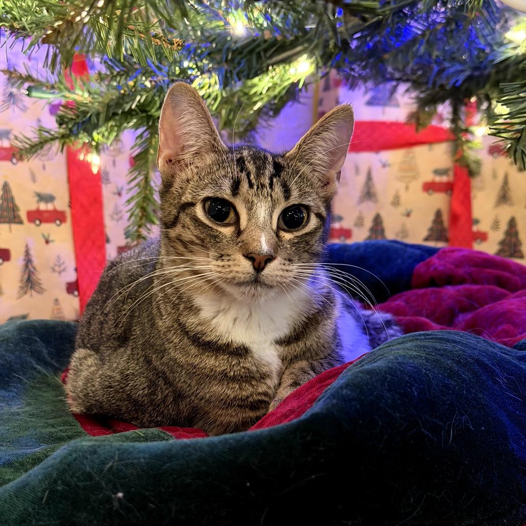 Vanessa, Adoptable, Young Female Domestic Short Hair.