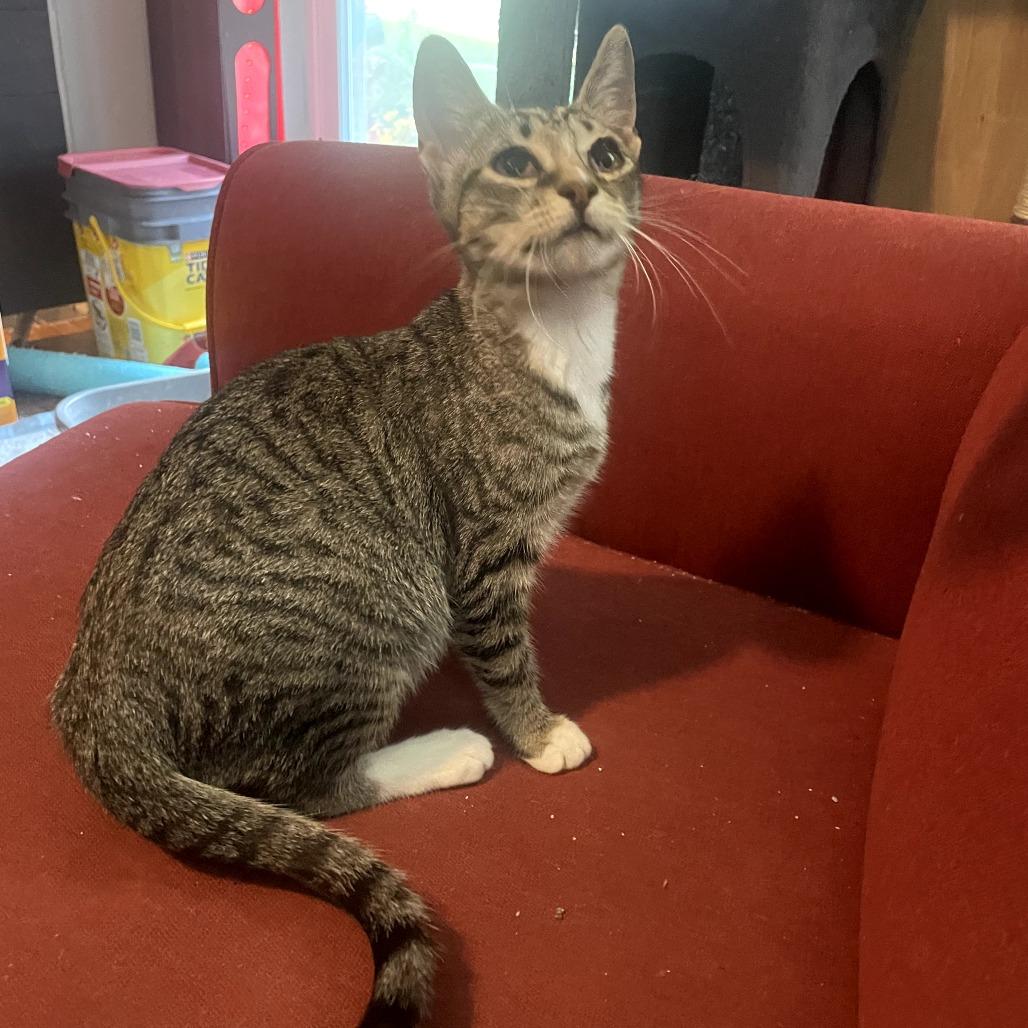 Enlarge Vanessa, a Adoptable Domestic Short Hair in Fort Worth, TX image 2/5