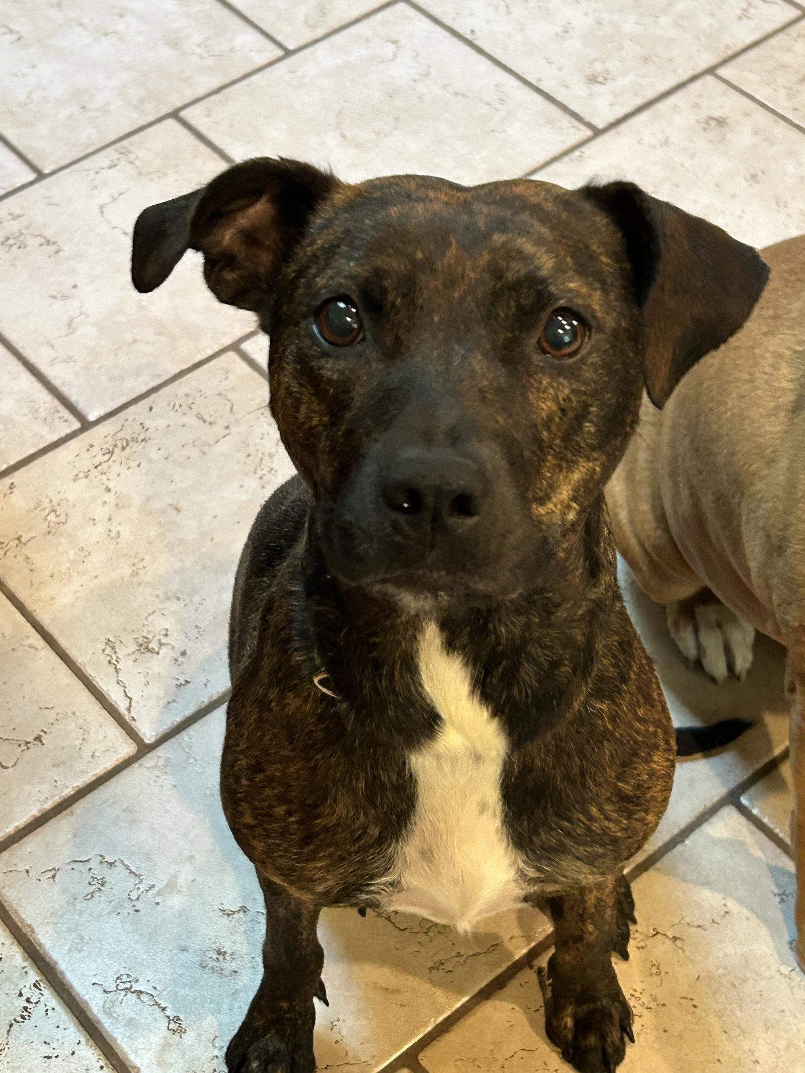 Brinley aka Benny, Adoptable, Adult Female Pit Bull Terrier.