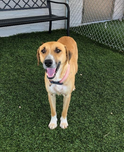 Enlarge Katrina, a Adopted mixed breed in Chino Valley, AZ image 2/2