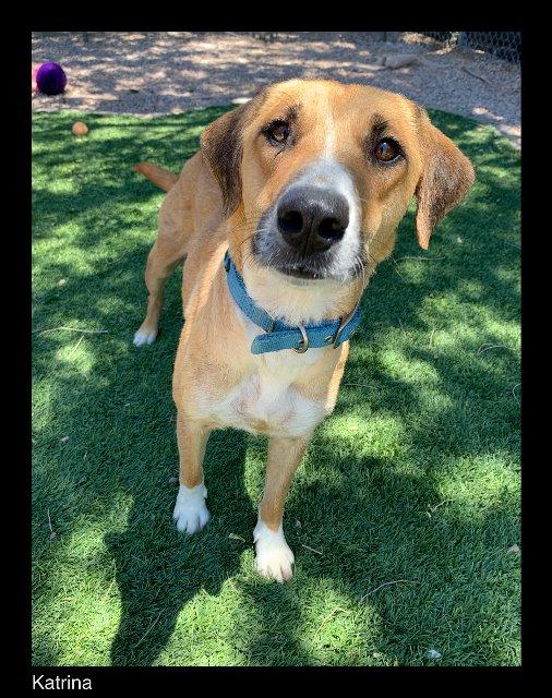 Enlarge Katrina, a Adopted mixed breed in Chino Valley, AZ image 2/2