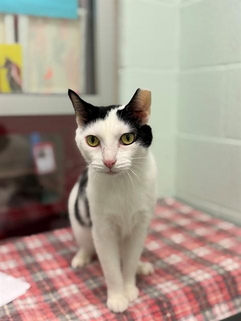 PIGLET, Adoptable, Adult Male Domestic Short Hair.