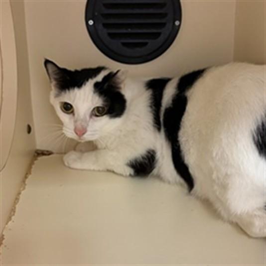 PIGLET, Adoptable, Adult Male Domestic Short Hair.
