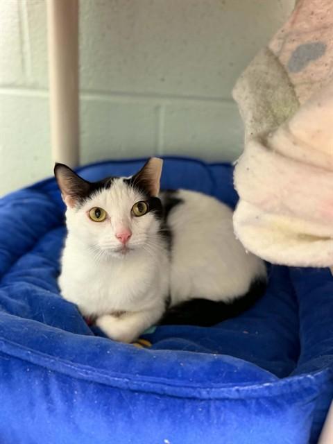 PIGLET, Adoptable, Adult Male Domestic Short Hair.