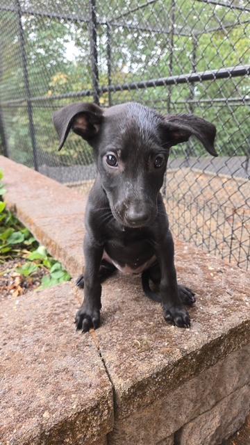Elle, a Adoptable mixed breed in Amity, OR image 2/6