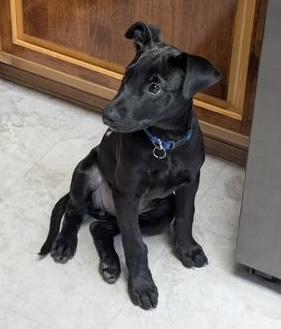Elle, a Adoptable mixed breed in Amity, OR image 4/6