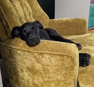 Elle, a Adoptable mixed breed in Amity, OR image 3/6