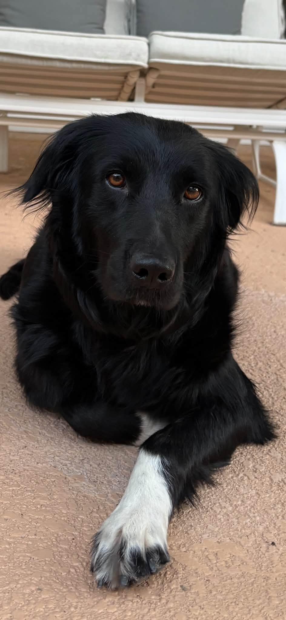 Persimmon, a Adopted mixed breed in Phoenix, AZ image 3/3