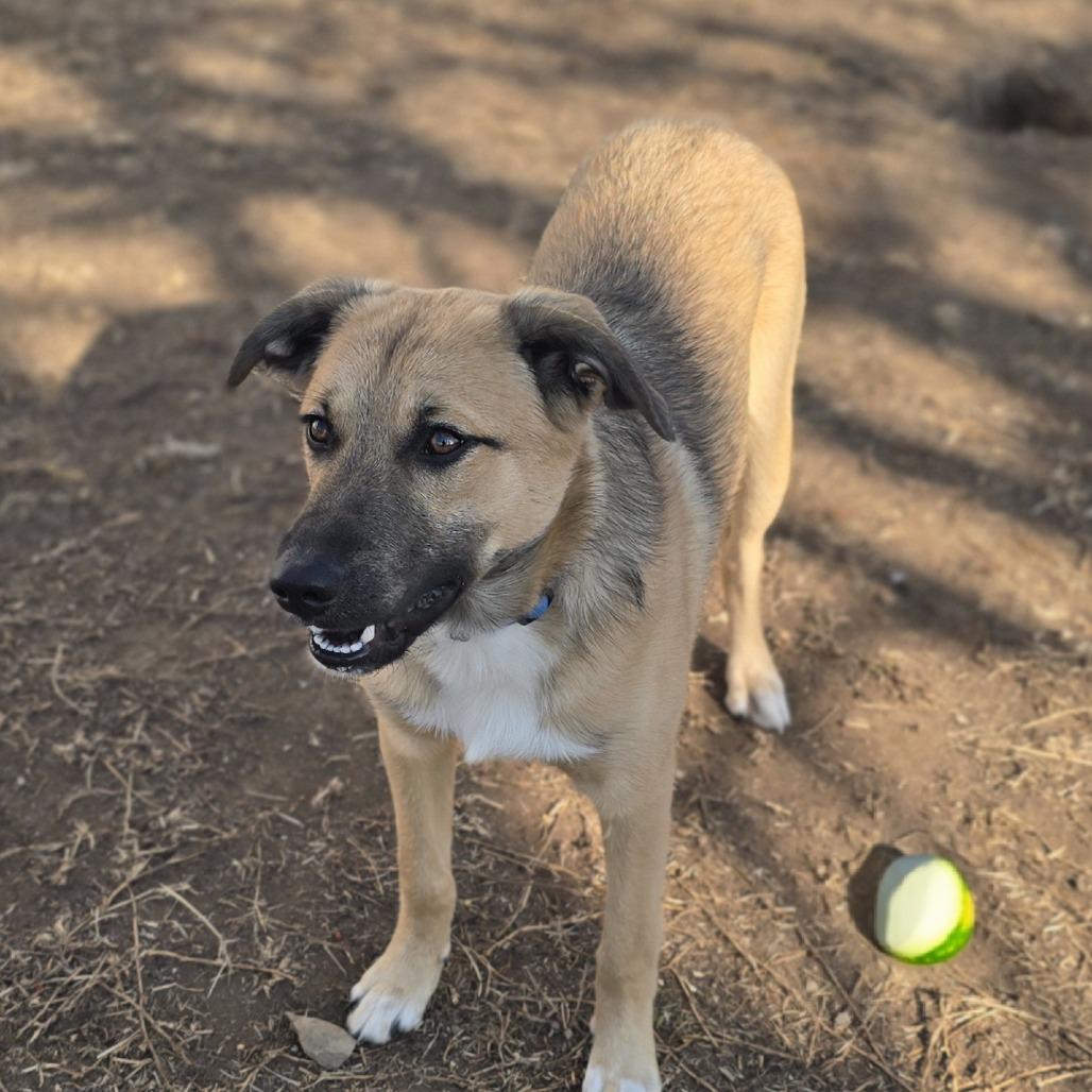 Riggins, Adoptable, Young Male Shepherd & Mixed Breed.