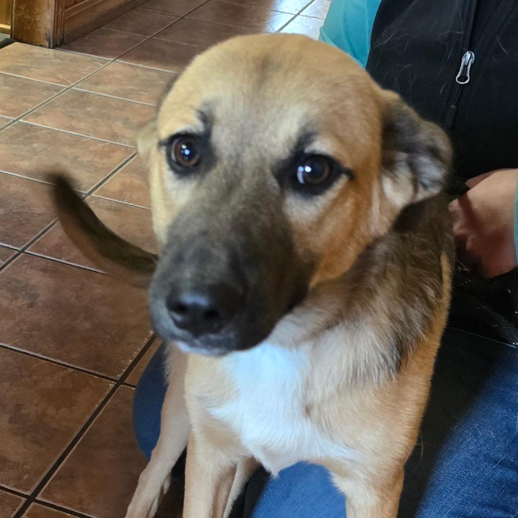 Enlarge Riggins, a Adoptable mixed breed in Aurora, MO image 2/6