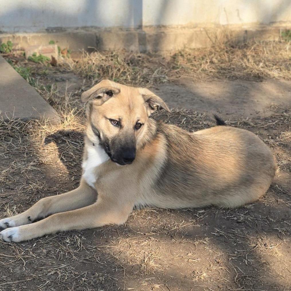Enlarge Riggins, a Adoptable mixed breed in Aurora, MO image 3/6