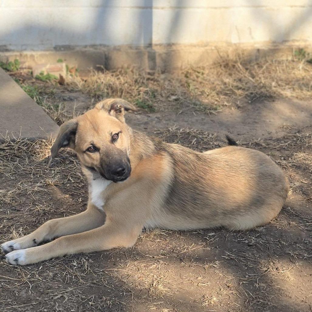 Enlarge Riggins, a Adoptable mixed breed in Aurora, MO image 4/6