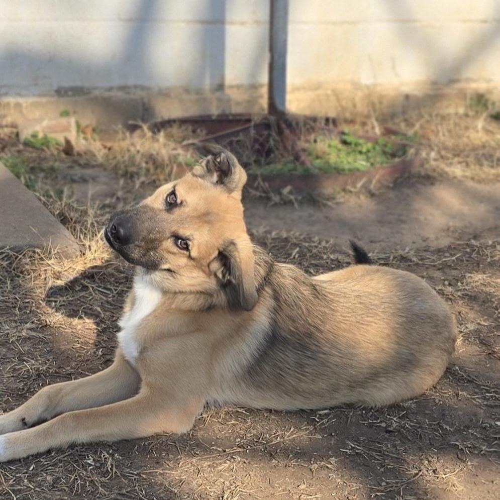 Enlarge Riggins, a Adoptable mixed breed in Aurora, MO image 5/6