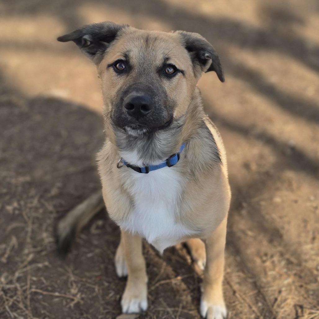 Enlarge Riggins, a Adoptable mixed breed in Aurora, MO image 6/6