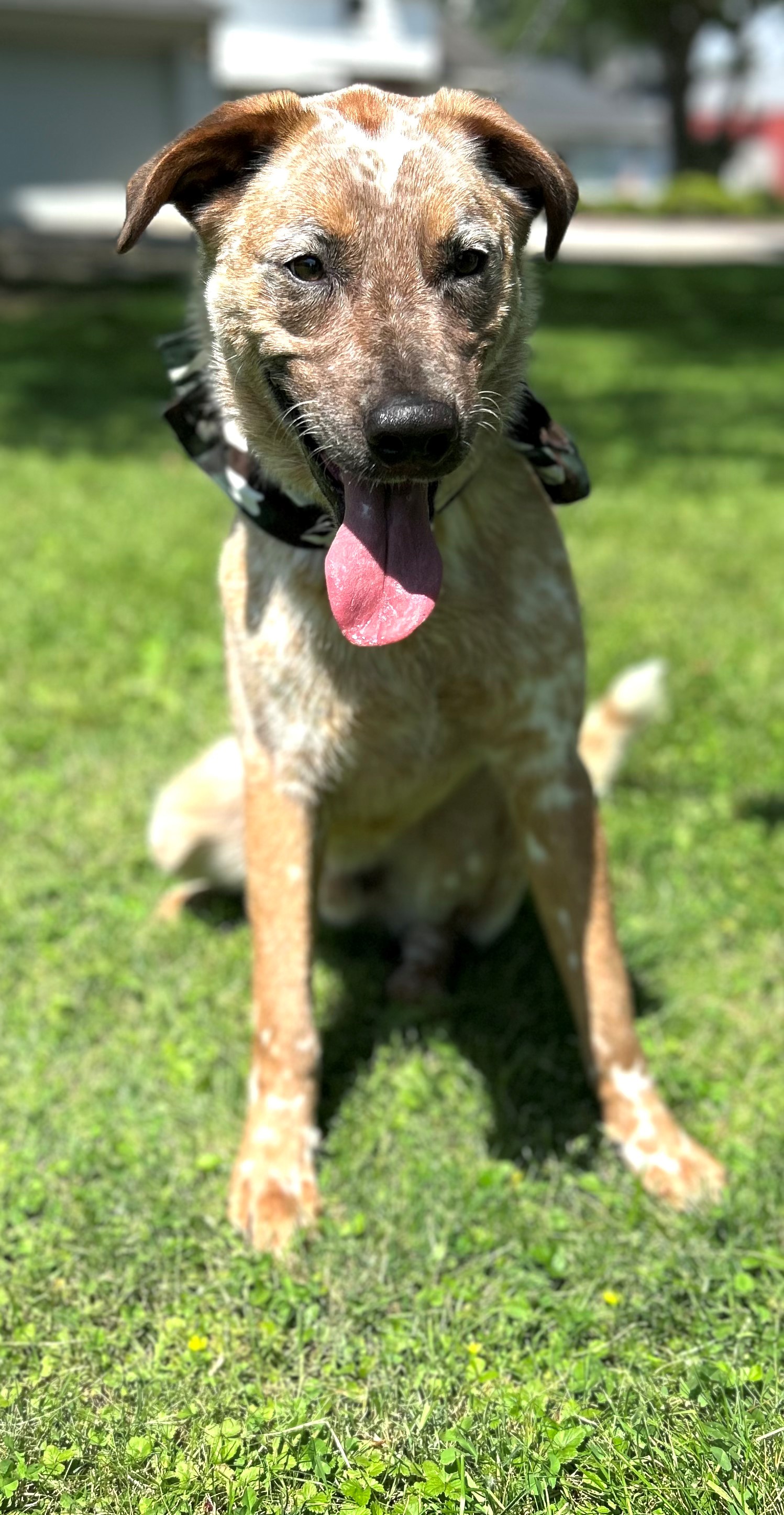 Dog for adoption Munson, an Australian Cattle Dog / Blue Heeler