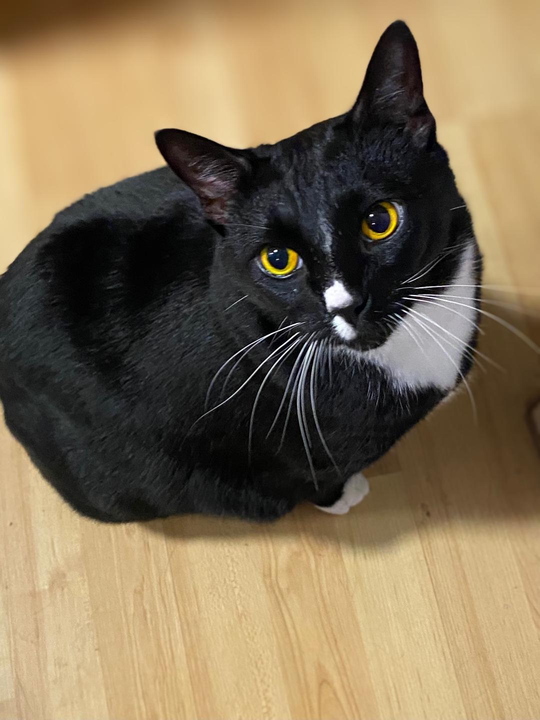 BIEBER (bonded w/Justin), Adoptable, Adult Male Domestic Short Hair.