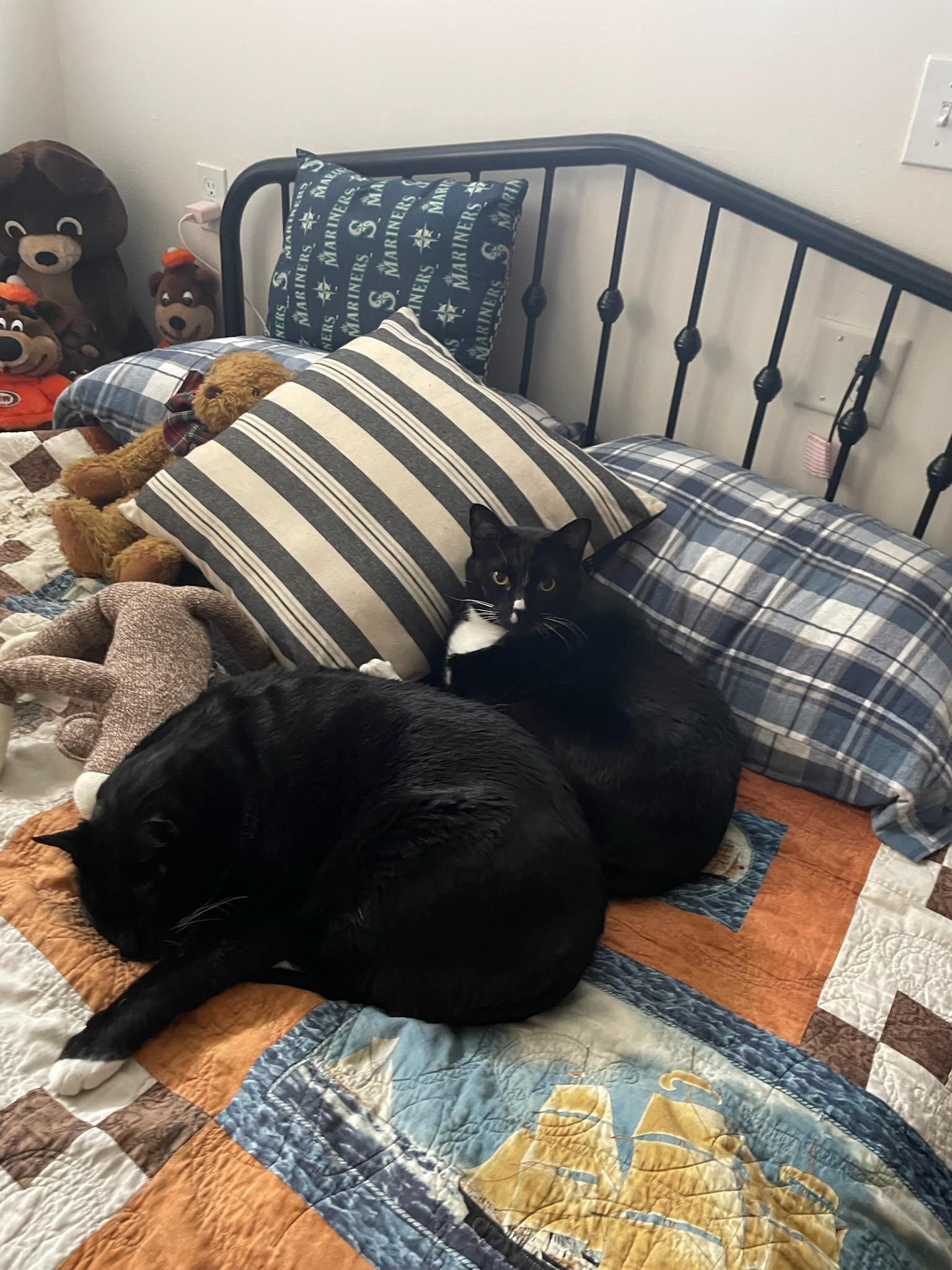 BIEBER (bonded w/Justin), a Adoptable Domestic Short Hair in Graham, WA image 2/2