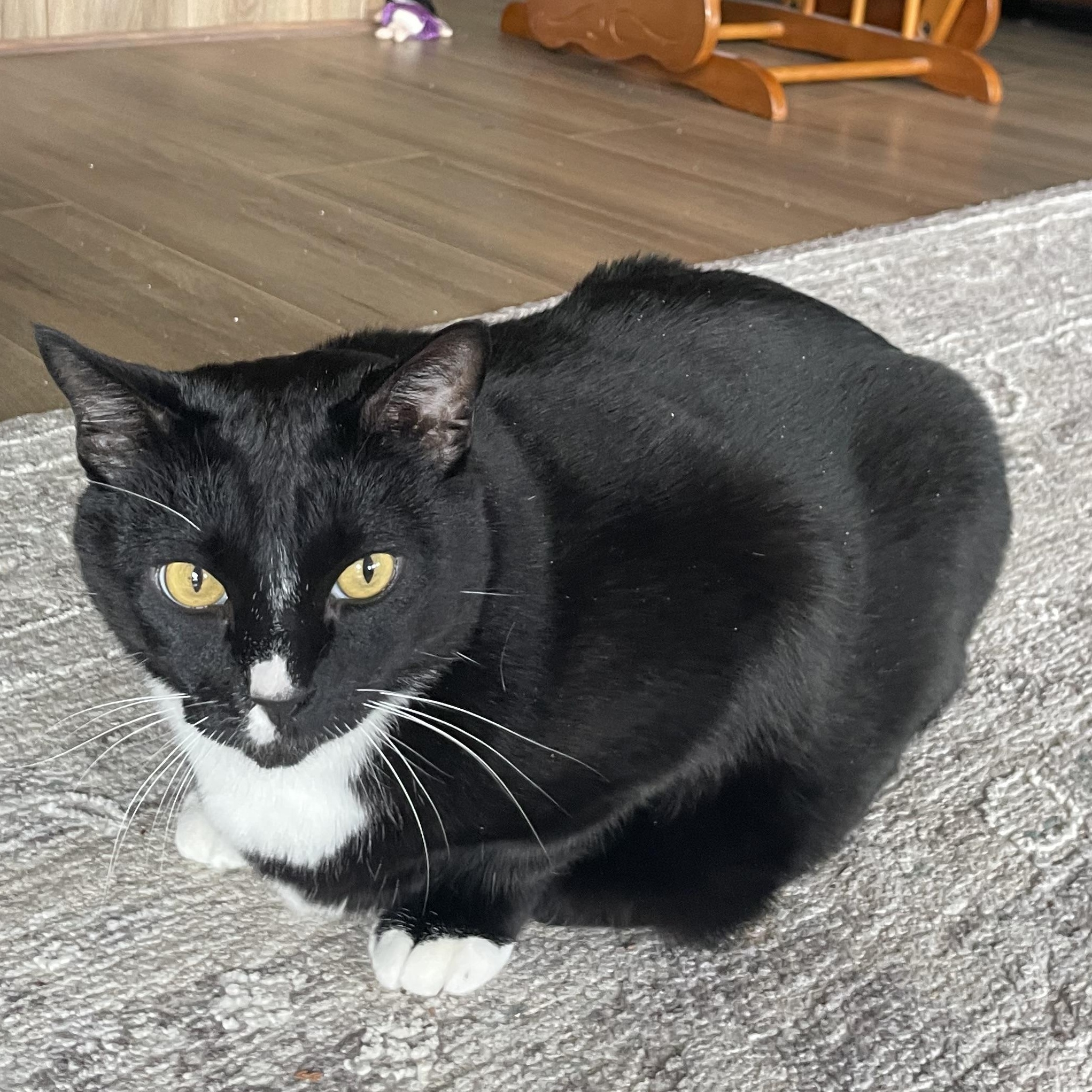 BIEBER (bonded w/Justin), Adoptable, Adult Male Domestic Short Hair.
