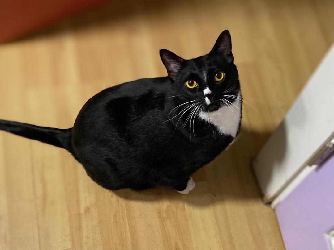 Enlarge BIEBER (bonded w/Justin), a Adoptable Domestic Short Hair in Graham, WA image 2/4