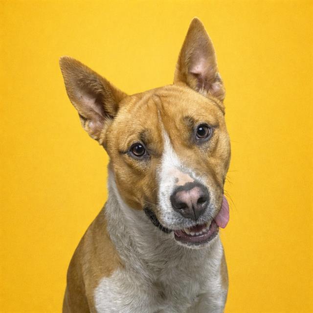 DOLLY, Adoptable, Young Female Basenji & Mixed Breed.