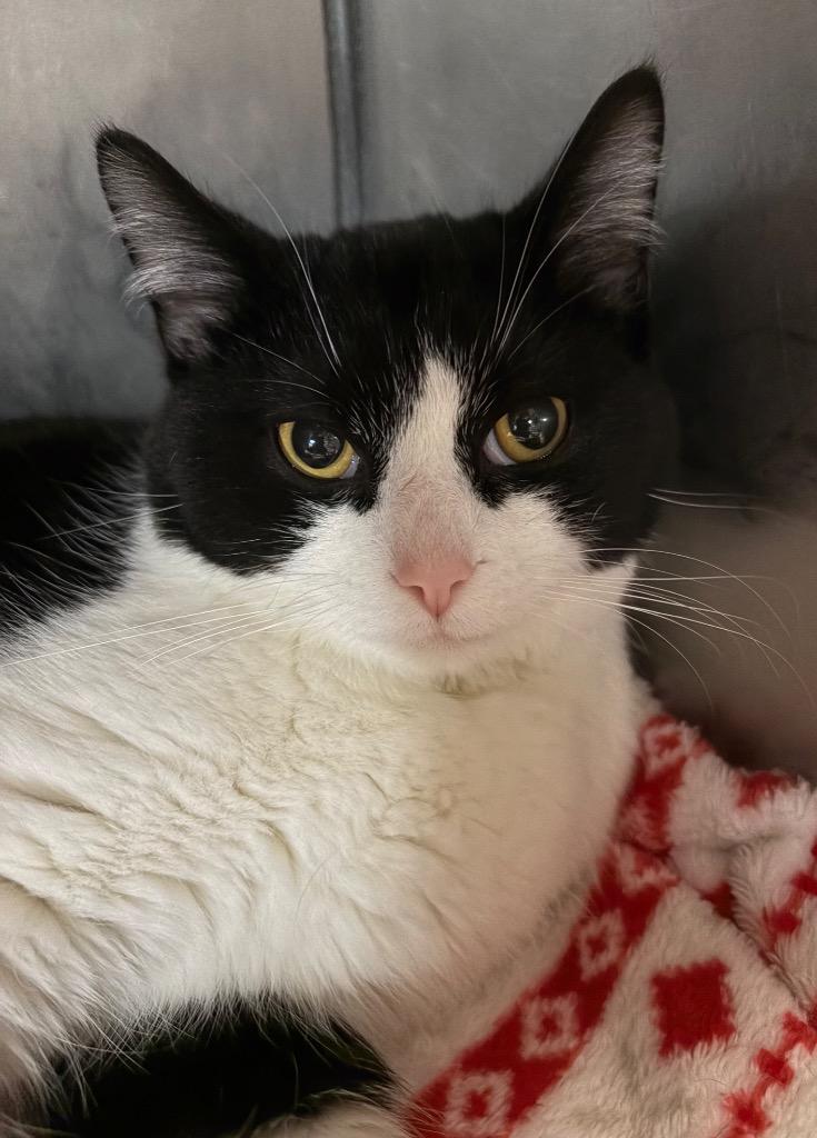 Catrick Swayzee, Adoptable, Young Male Domestic Short Hair.