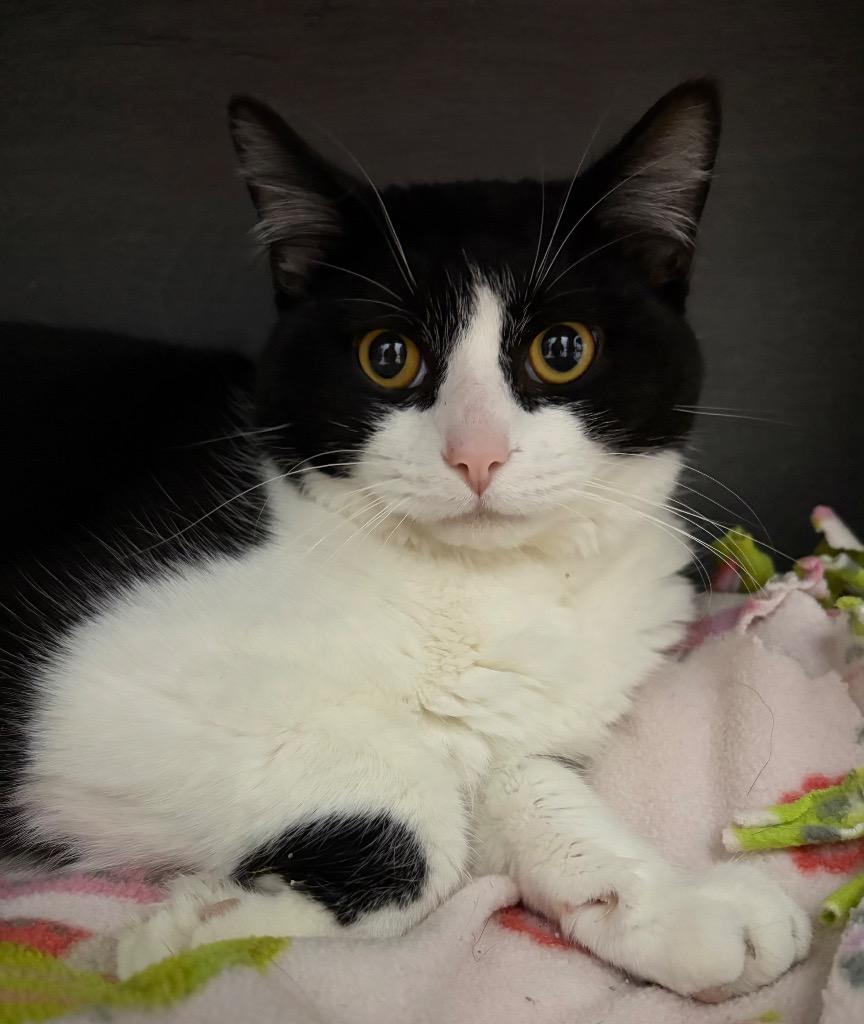 Enlarge Catrick Swayzee, a Adoptable mixed breed in Huntington, IN image 2/3