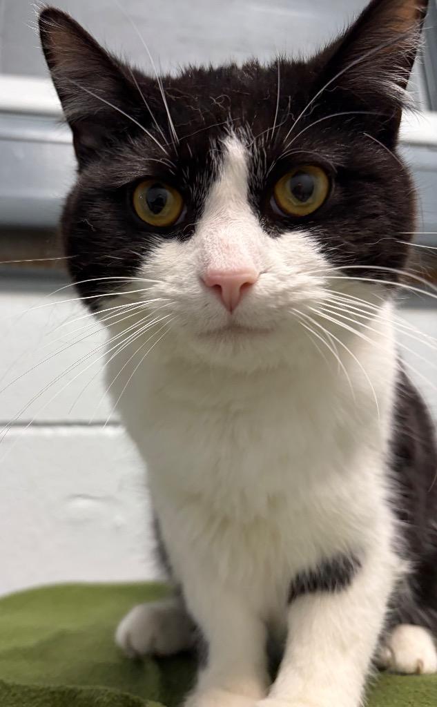 Enlarge Catrick Swayzee, a Adoptable mixed breed in Huntington, IN image 3/3