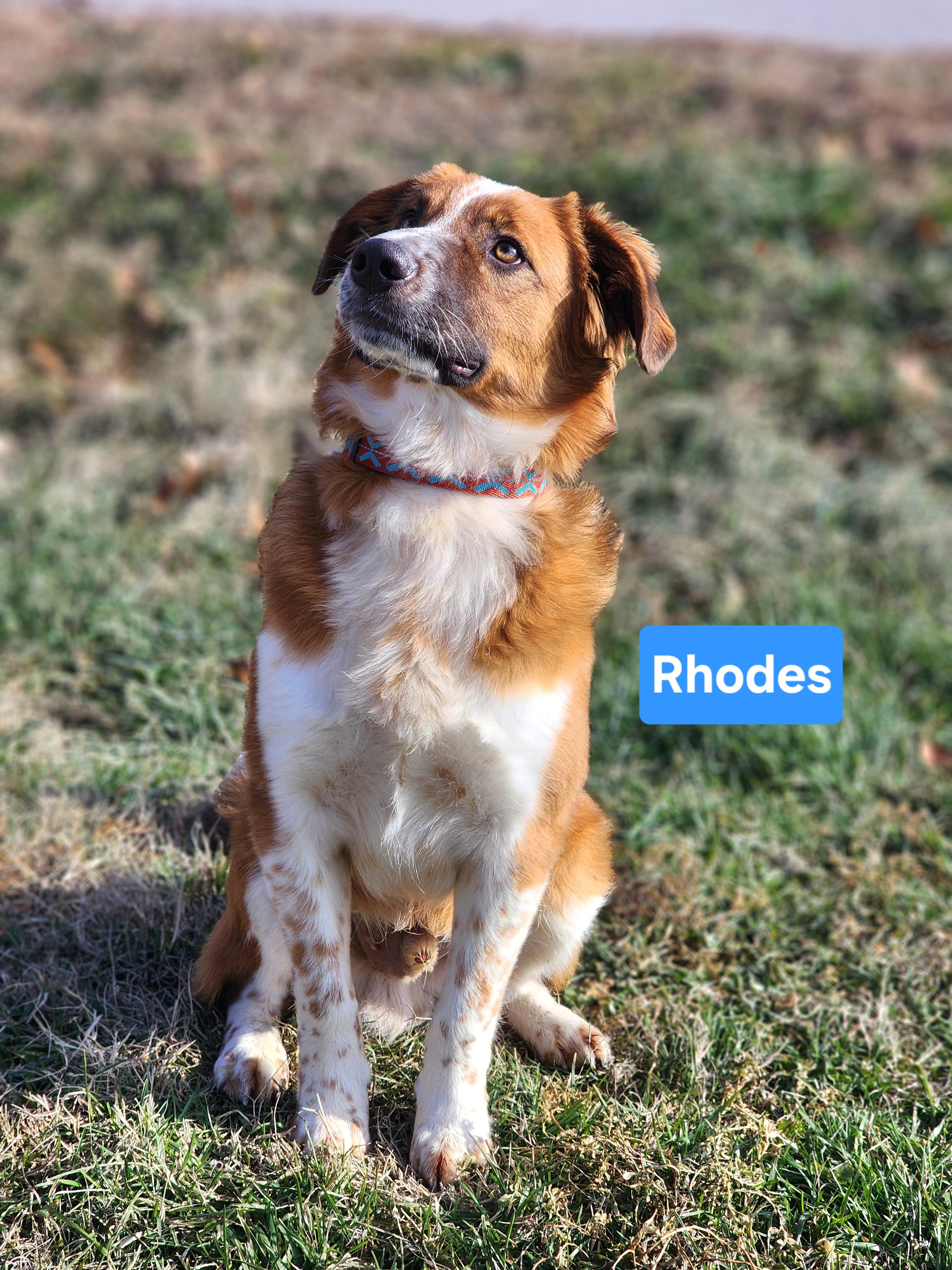 Rhodes, adopted, Young Male Australian Cattle Dog / Blue Heeler.