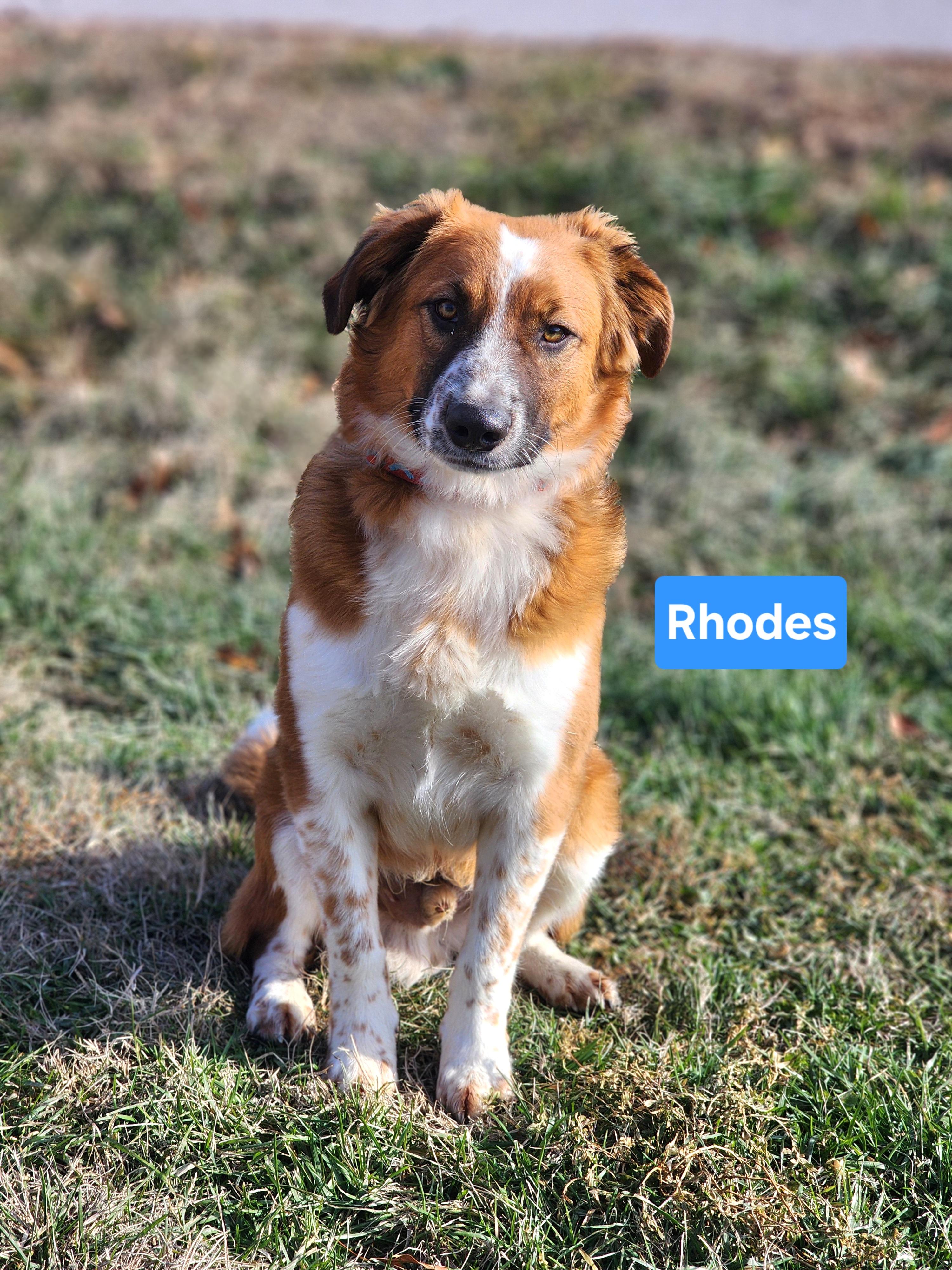 Enlarge Rhodes, an adopted mixed breed in Clinton, MO image 2/3
