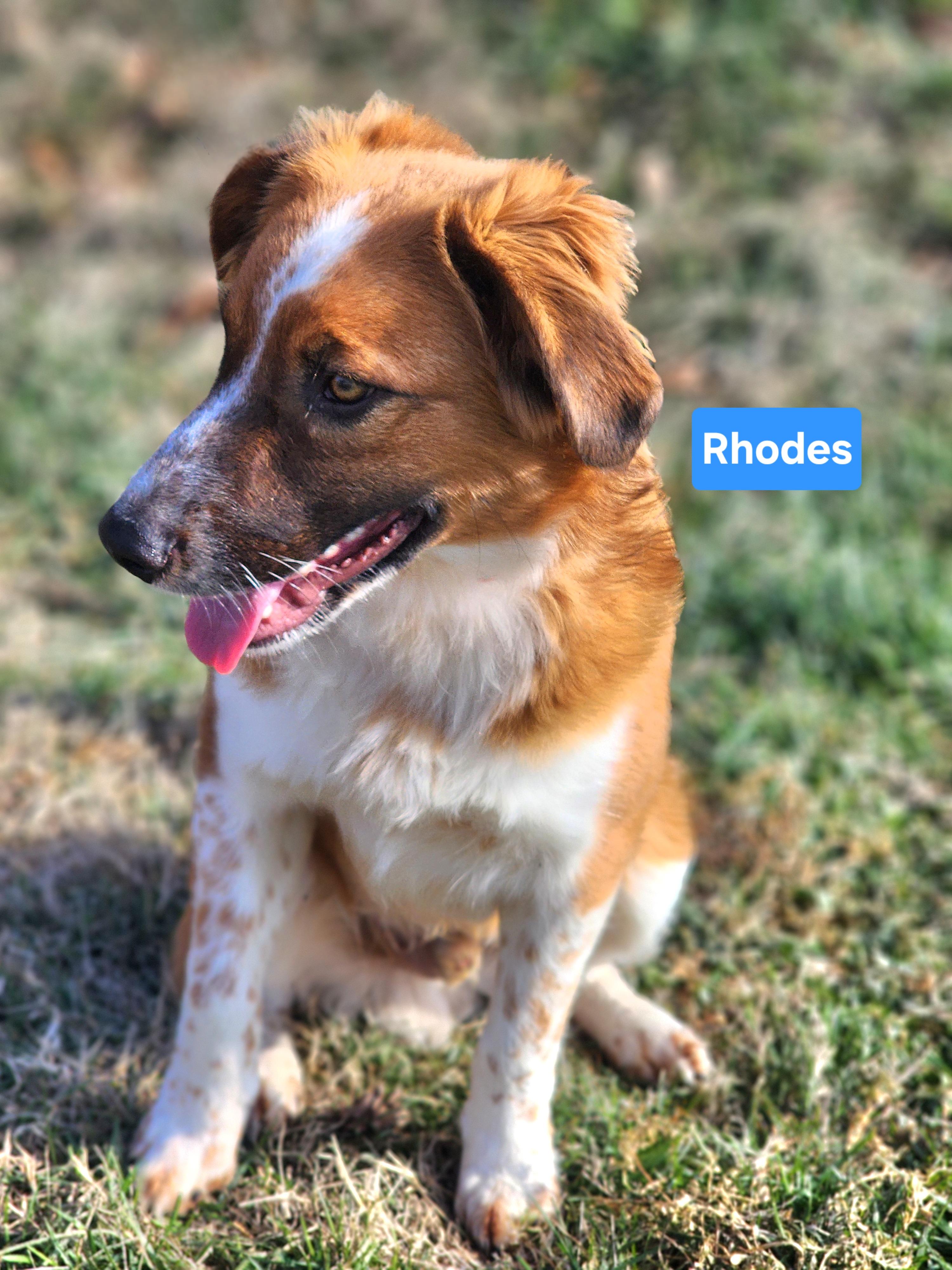 Enlarge Rhodes, an adopted mixed breed in Clinton, MO image 3/3