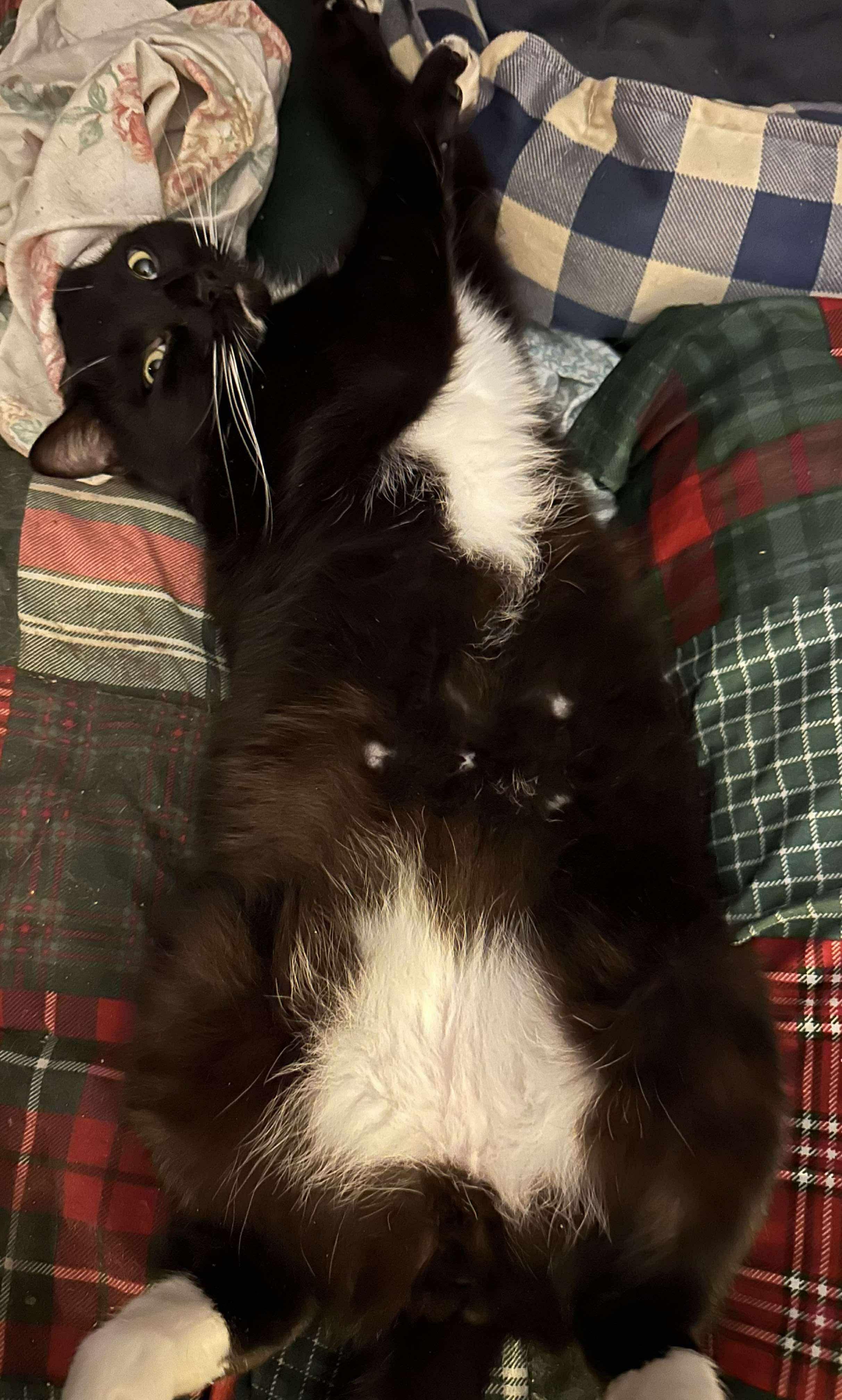 Enlarge Jethro, an adoptable Domestic Short Hair in Troy, NY image 1/4