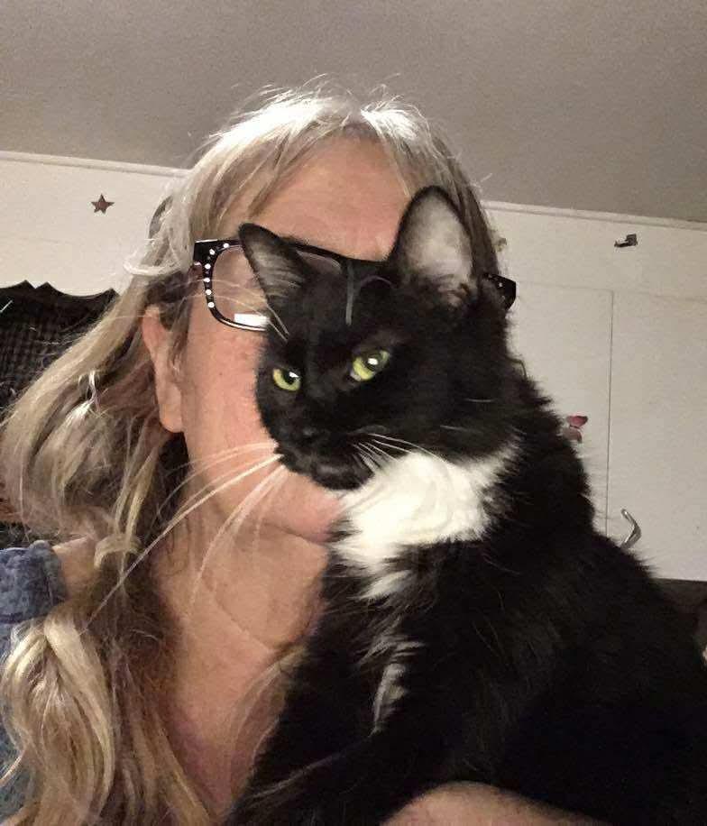 Enlarge Jethro, an adoptable Domestic Short Hair in Troy, NY image 2/4