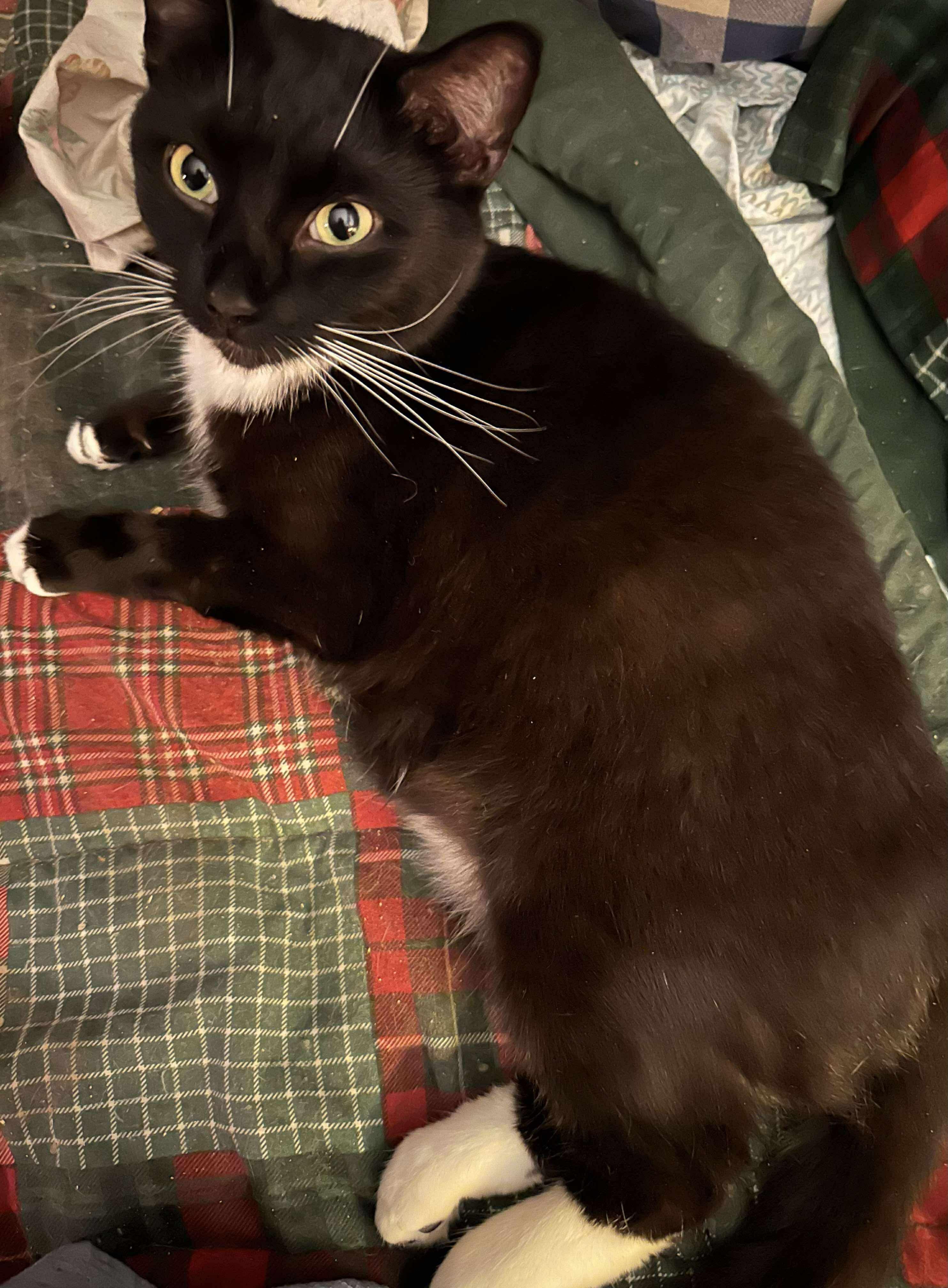 Enlarge Jethro, an adoptable Domestic Short Hair in Troy, NY image 3/4