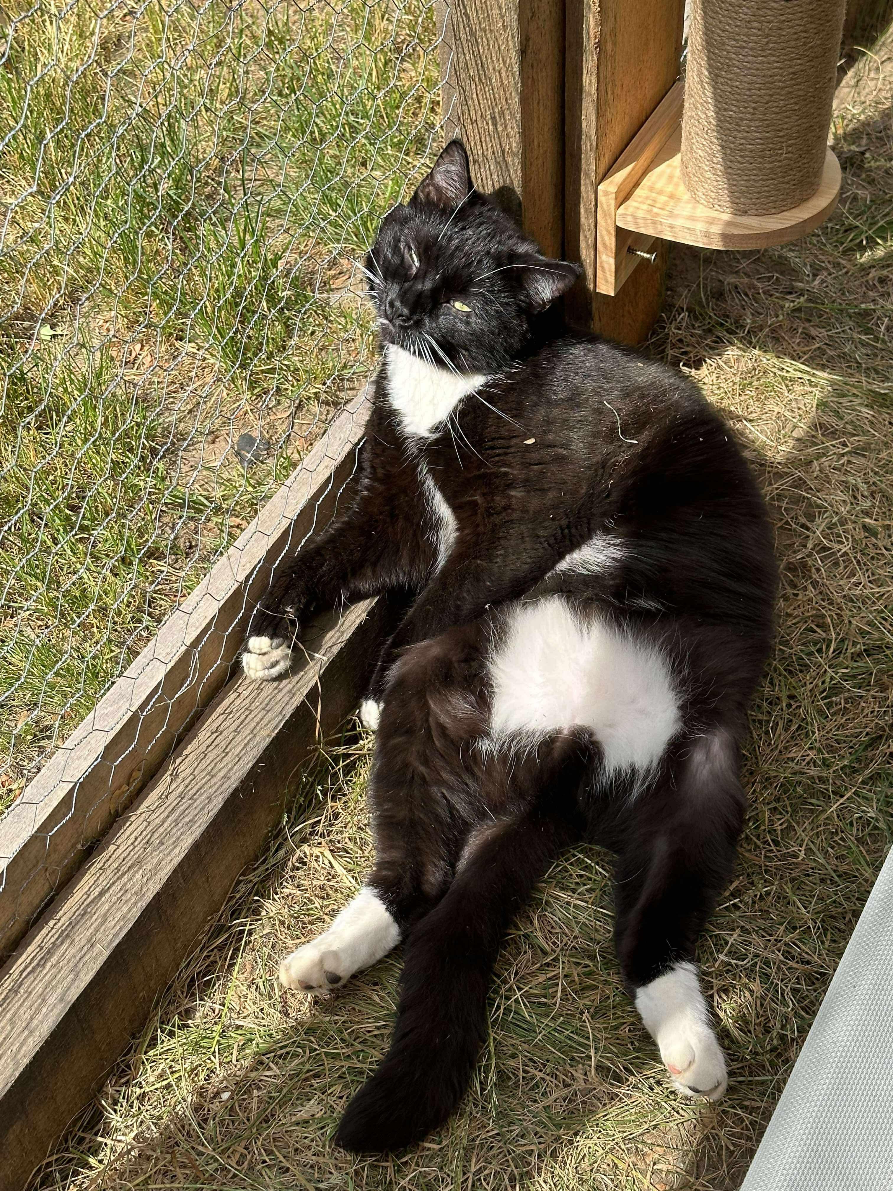 Enlarge Jethro, an adoptable Domestic Short Hair in Troy, NY image 4/4