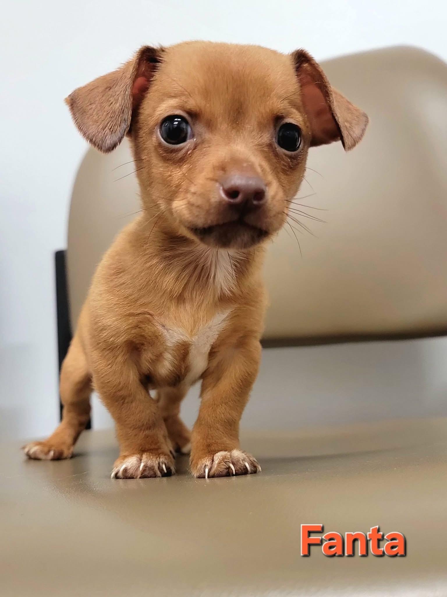 Fanta - Soda Pups Litter , Adoptable, Puppy Male Dachshund & Chihuahua.